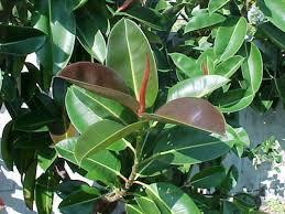 FICUS AUSTRALIS albero VASO 240 L
