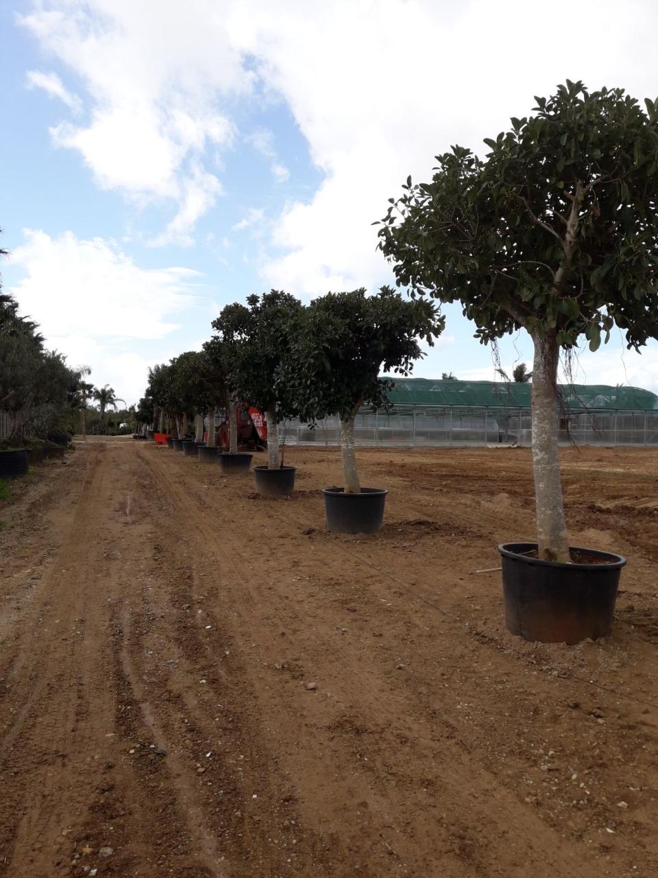 FICUS AUSTRALIS albero VASO 240 L