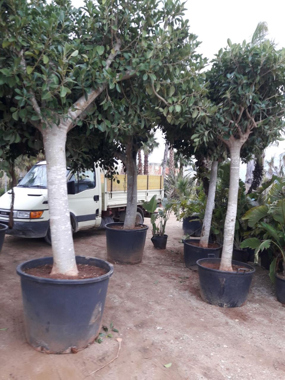 FICUS AUSTRALIS albero VASO 240 L
