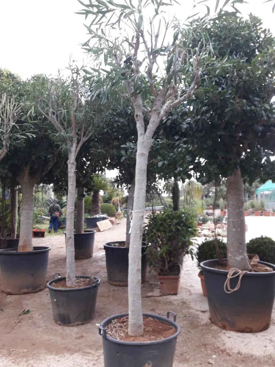FICUS AUSTRALIS albero VASO 240 L