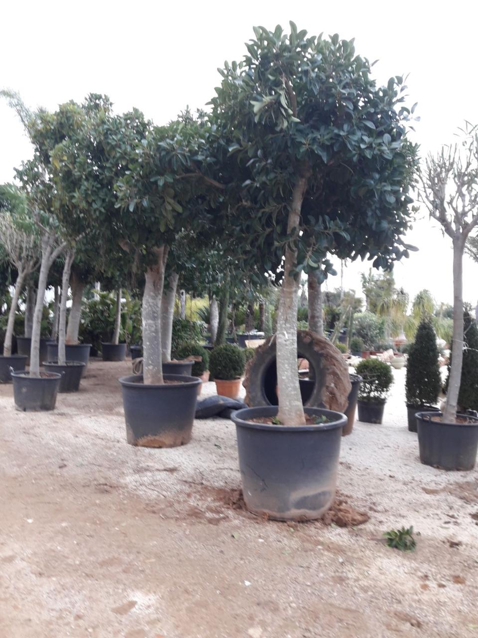 FICUS AUSTRALIS albero VASO 240 L