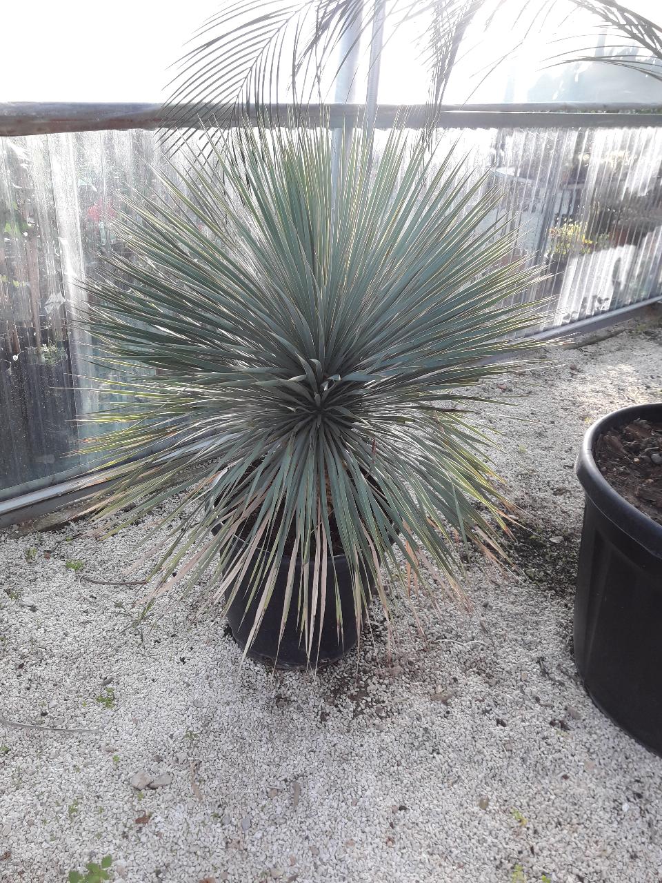 YUCCA ROSTRATA ORNAMENTALE VASO 40
