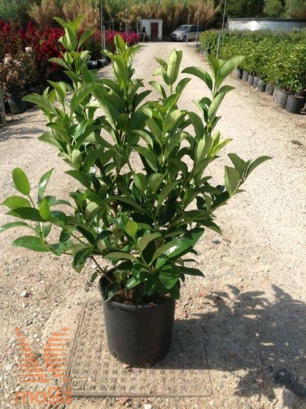 VIBURNUM LUCIDO IN VASO SIEPE VASO 40. V.22