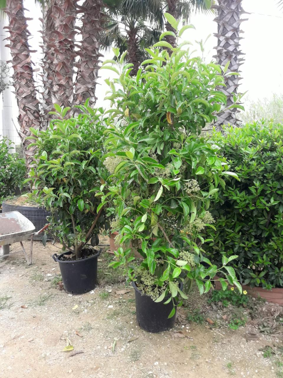 VIBURNUM LUCIDO IN VASO SIEPE VASO 40. V.22
