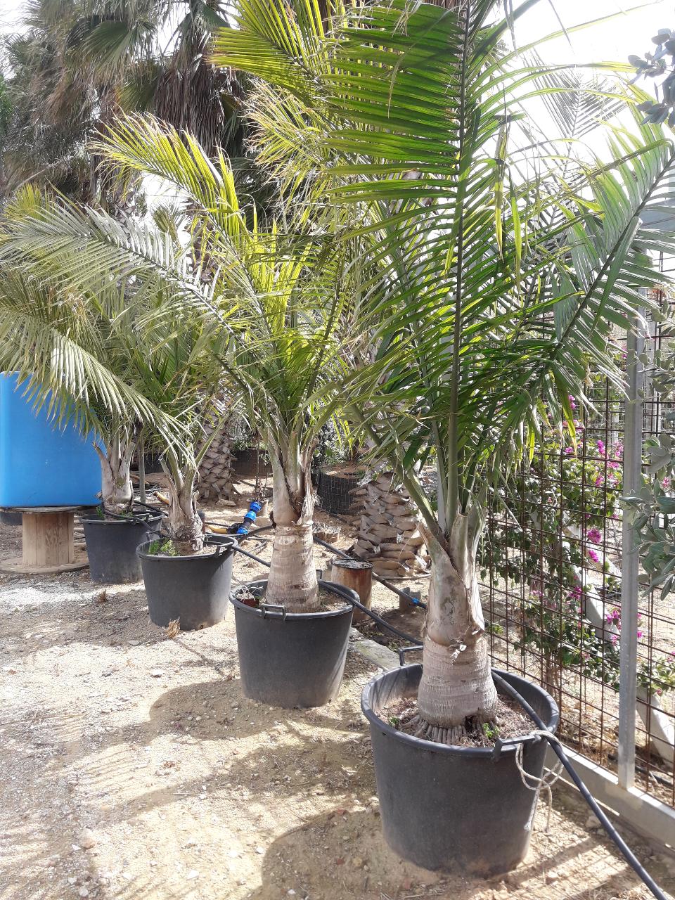 RAVANEA RIVULARIS ORNAMENTALE VASO 200 L