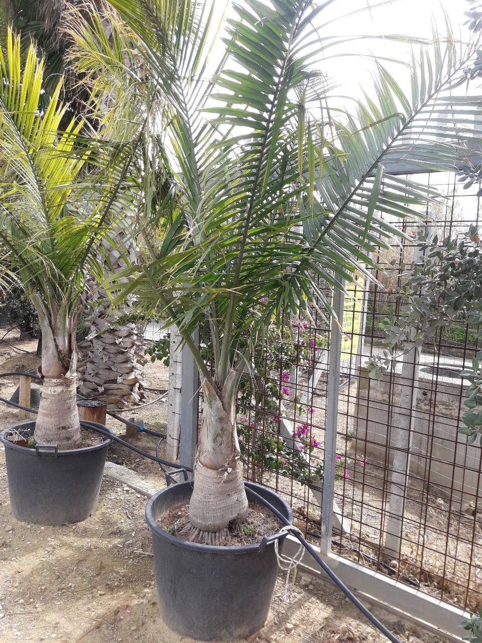 RAVANEA RIVULARIS ORNAMENTALE VASO 200 L