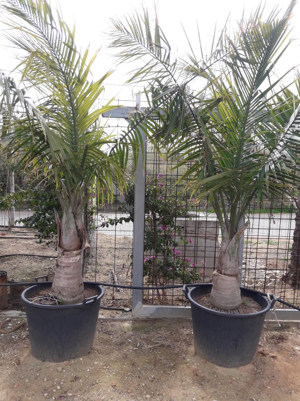 RAVANEA RIVULARIS ORNAMENTALE VASO 200 L