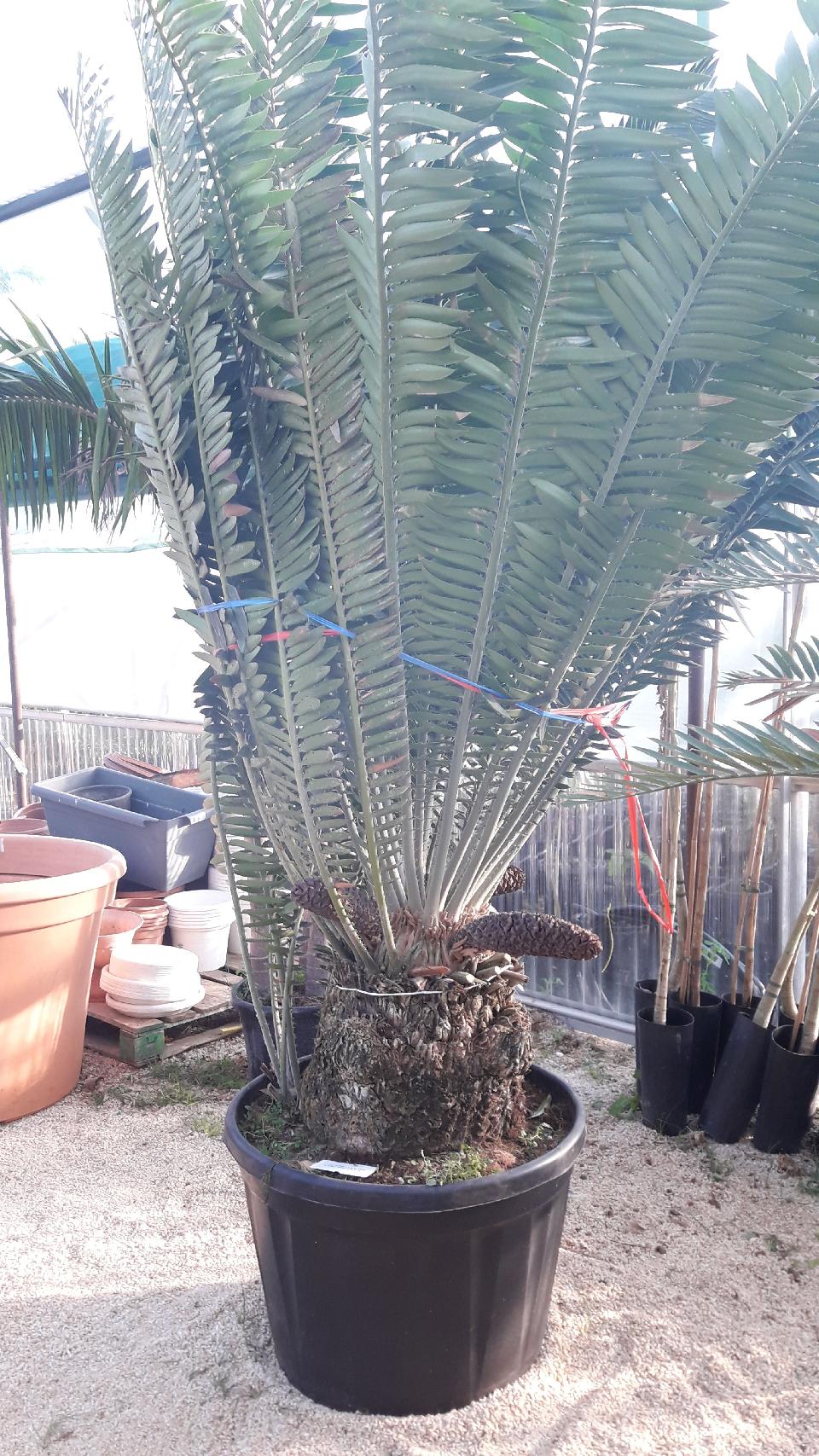 CYCAS ENCEPHALARTOS LEBOMBOENSIS ORNAMENTALE VASO 90 L