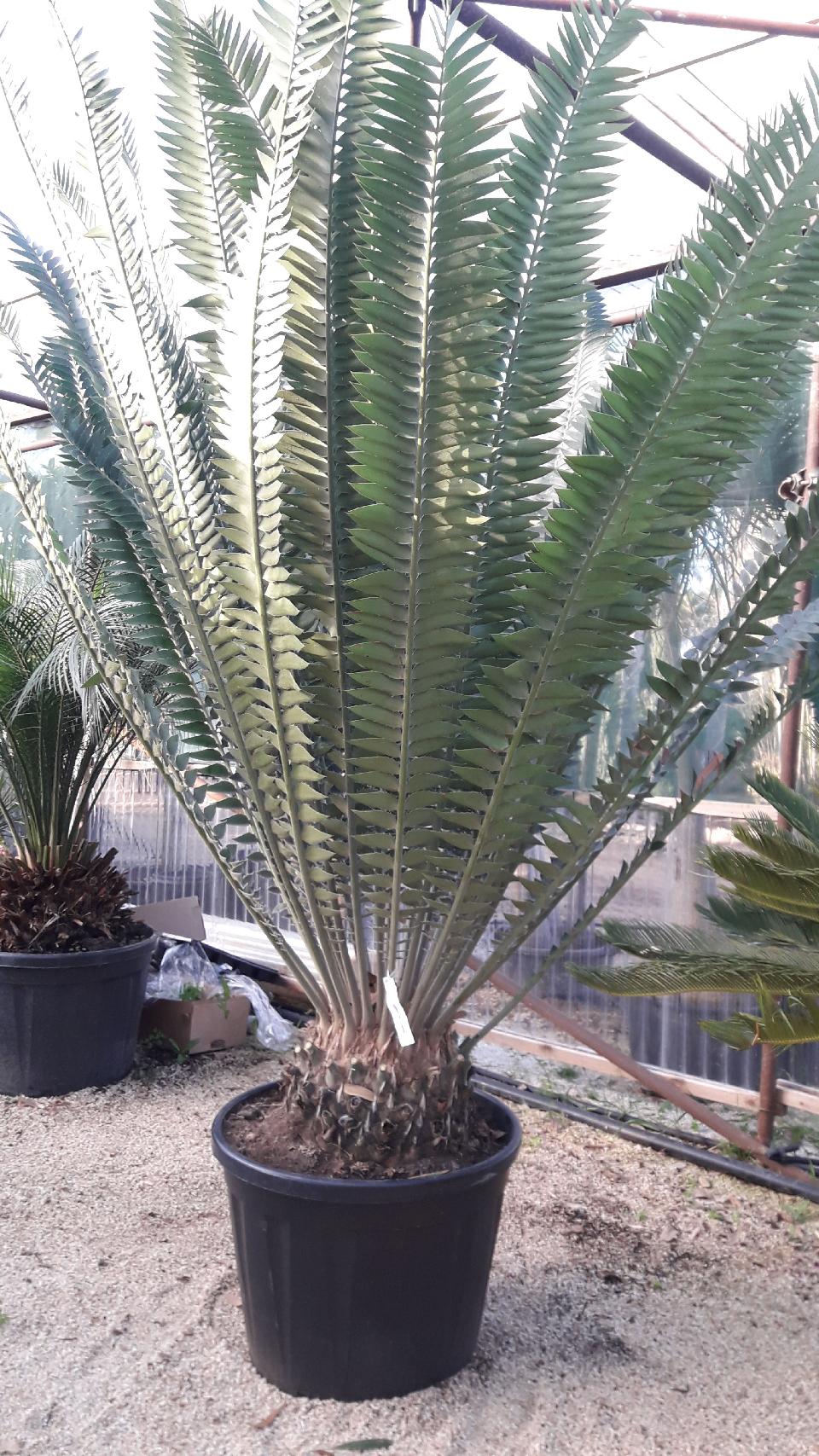 CYCAS ENCEPHALARTOS TRANSVENOSUS ORNAMENTALE VASO 80