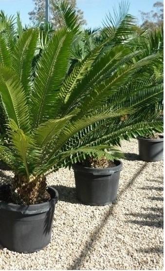 CYCAS ENCEPHALARTOS TRANSVENOSUS ORNAMENTALE VASO 80