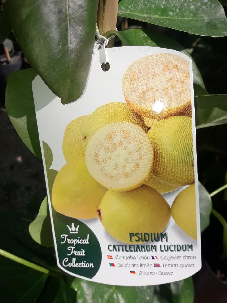 Guayaba O GUAVA ALBERO TROPICALE VASO CONICO 16 - 18
