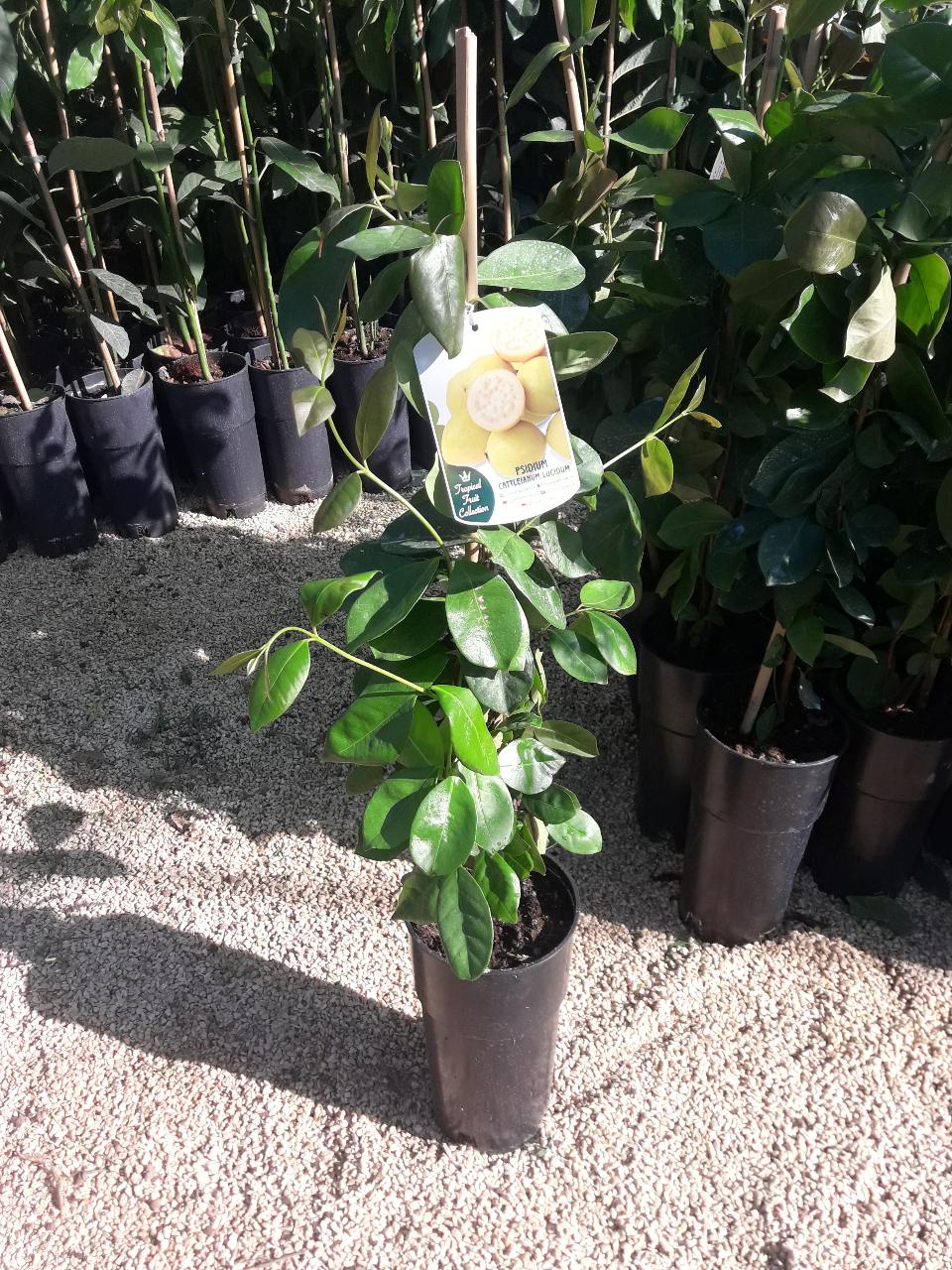 Guayaba O GUAVA ALBERO TROPICALE VASO CONICO 16 - 18