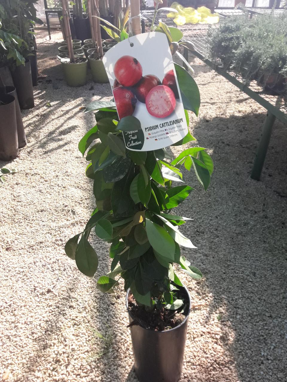 Guayaba O GUAVA ALBERO TROPICALE VASO CONICO 16 - 18