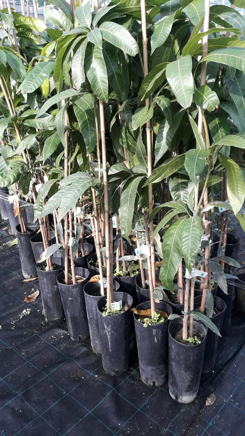 MANGO KEITT albero innestato VASO CONICO 16 - 18