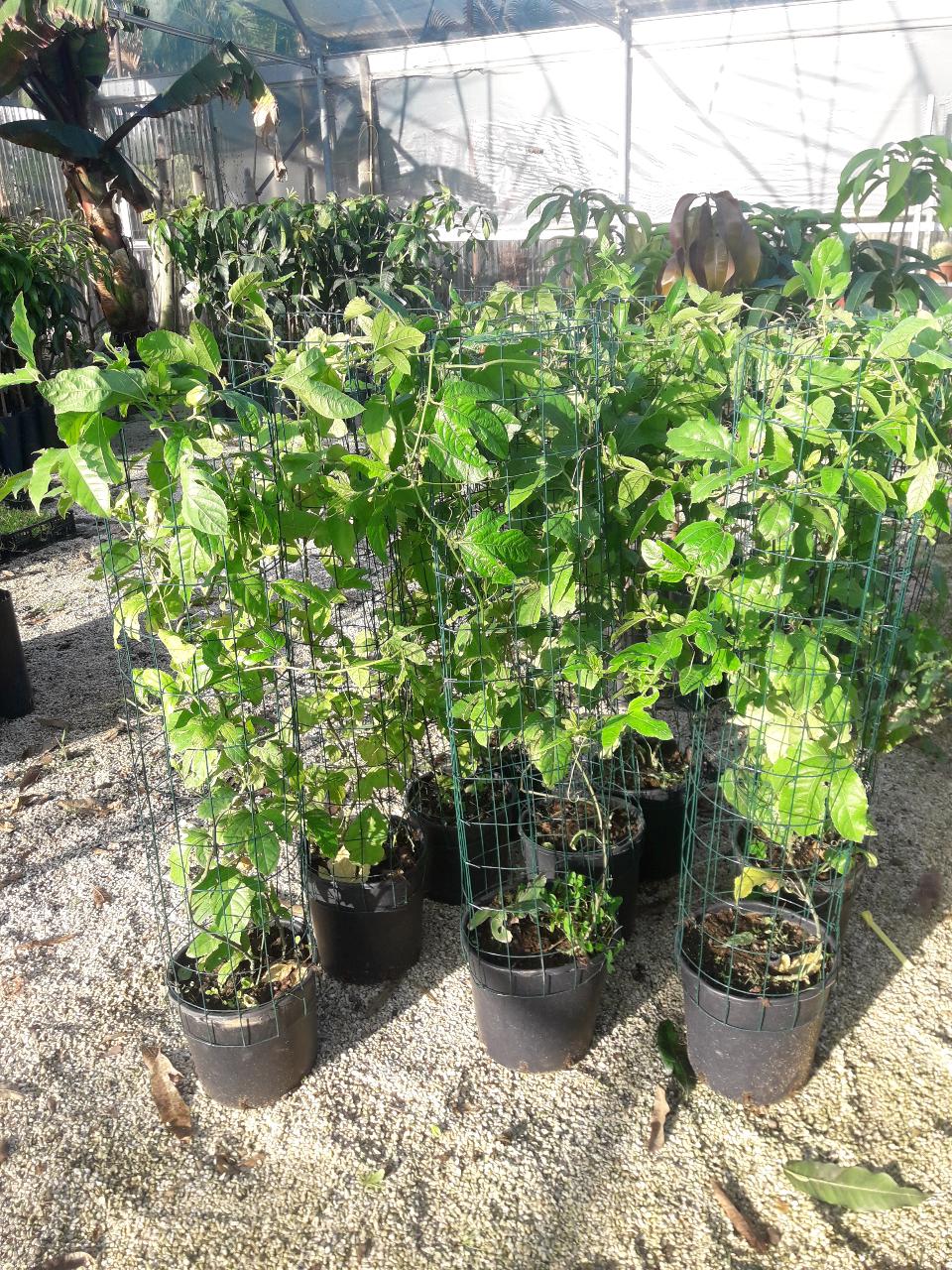 PASSIFLORA EDULIS RAMPICANTE vaso 26