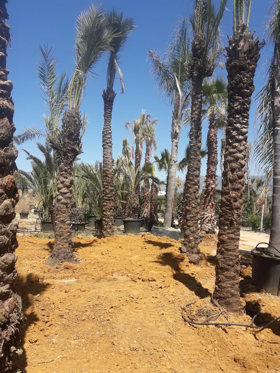 PALMA DATTILIFERA ORNAMENTALE da zolla 2mt tronco