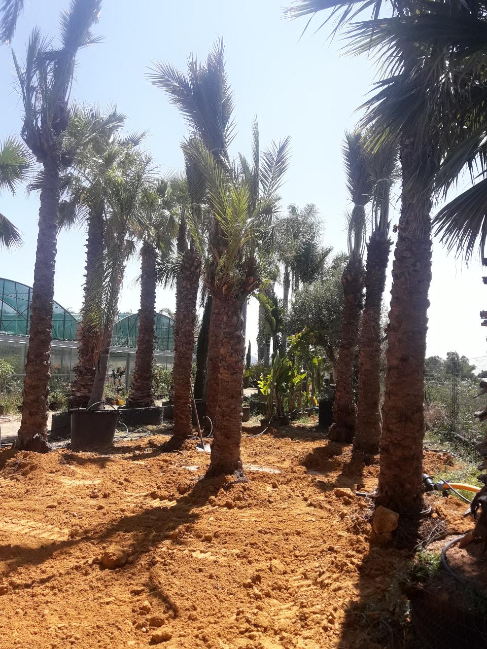 PALMA DATTILIFERA ORNAMENTALE da zolla 2mt tronco