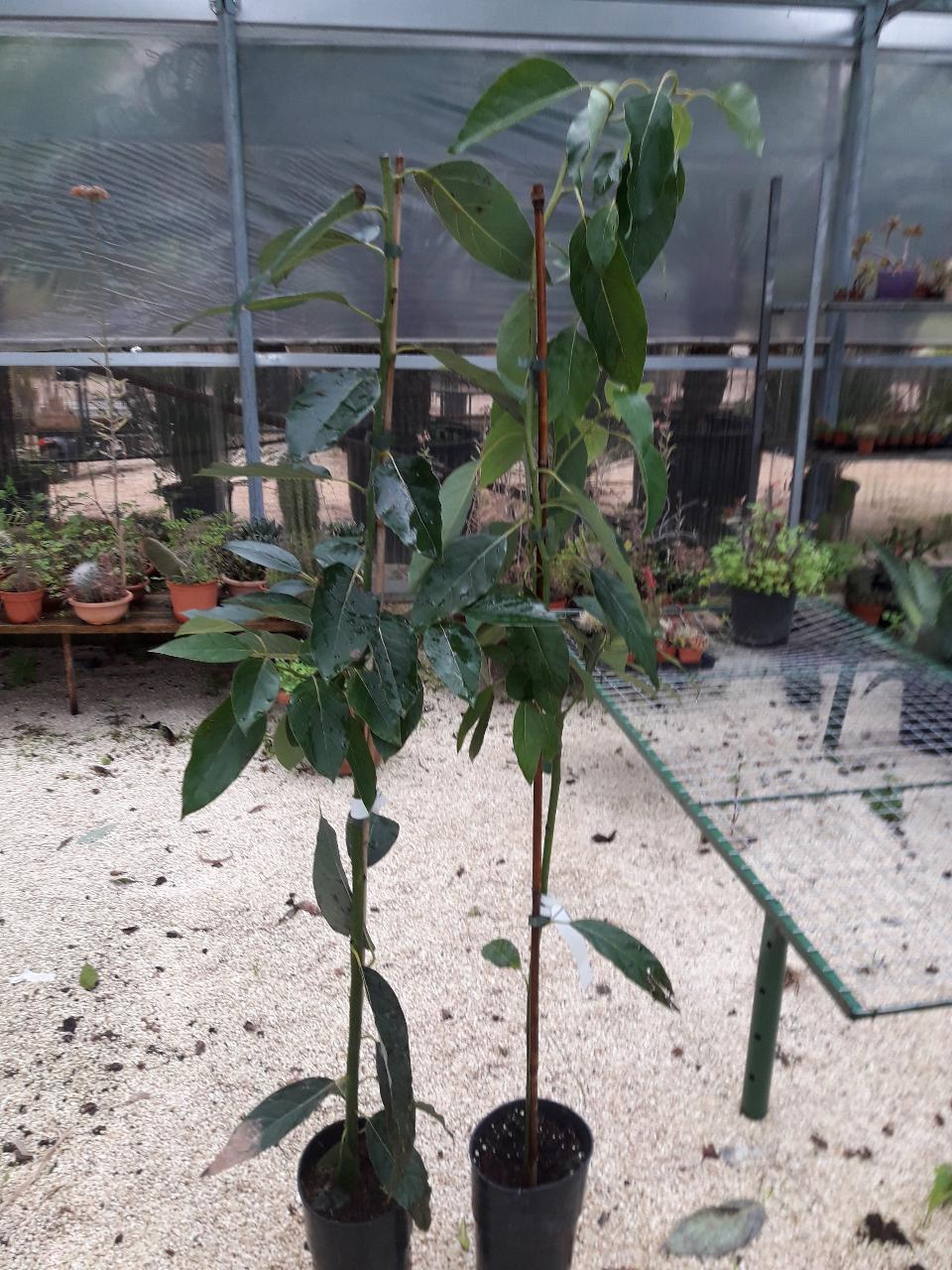 AVOCADO BACON albero impollinatore VASO CONICO 16 - 18