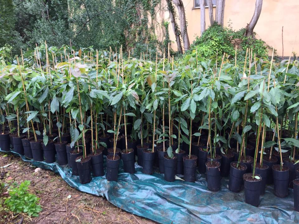 AVOCADO FUERTE albero impollinatore VASO CONICO 16 - 18