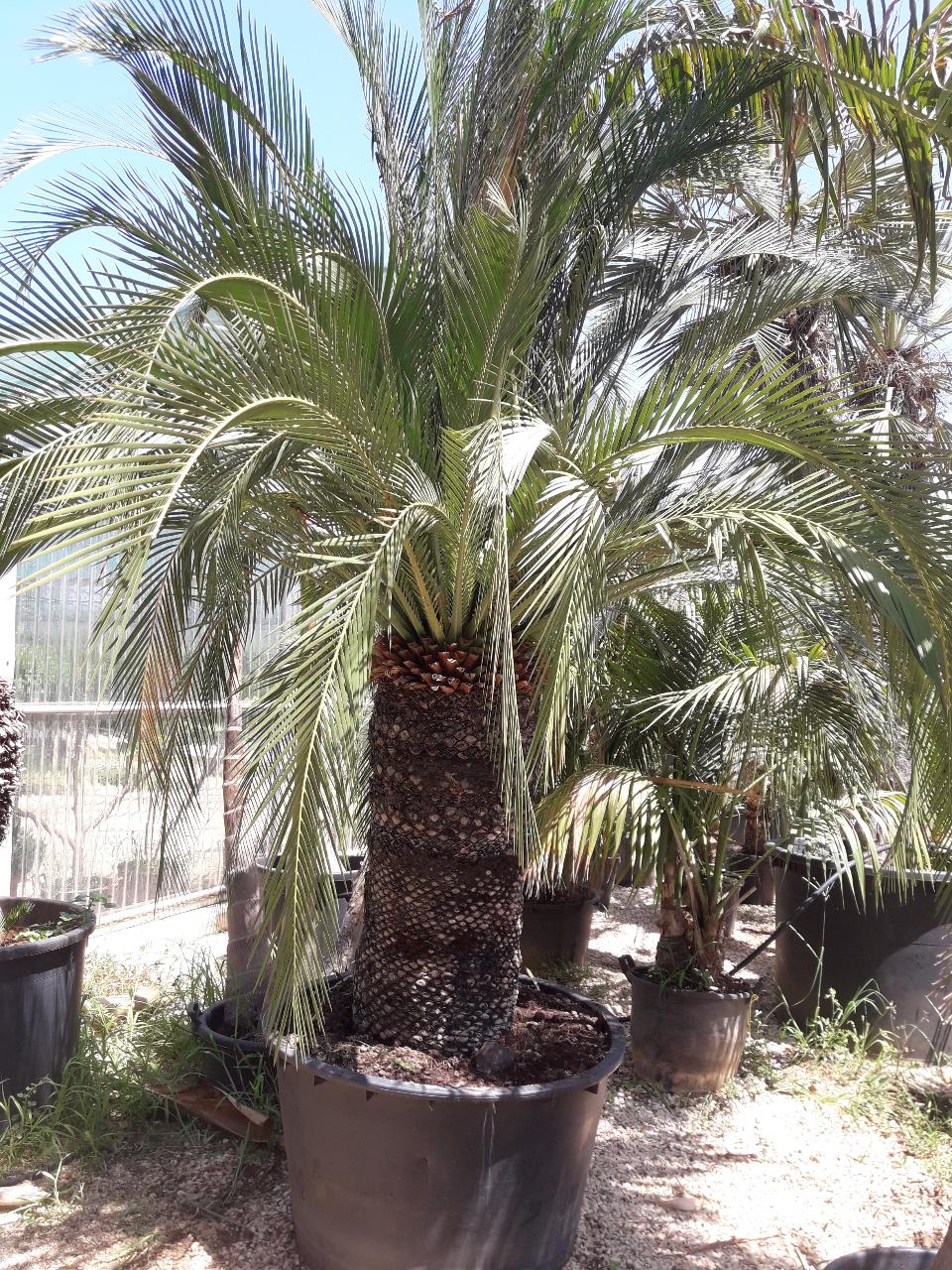 MACROZAMIA moorei IN VASO 280 LT ORNAMENTALE VASO 280 L