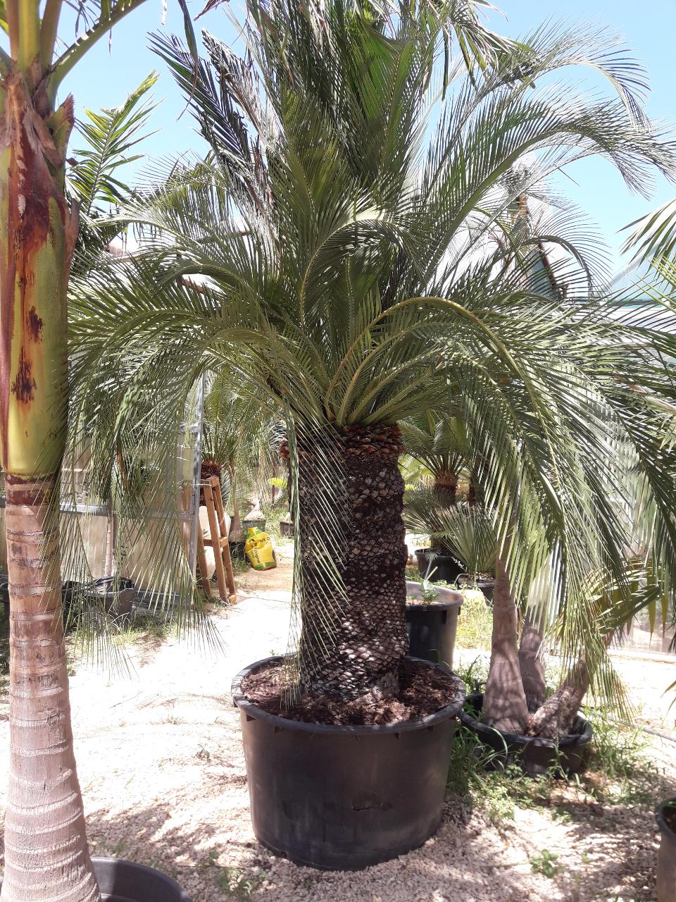 MACROZAMIA moorei IN VASO 280 LT ORNAMENTALE VASO 280 L