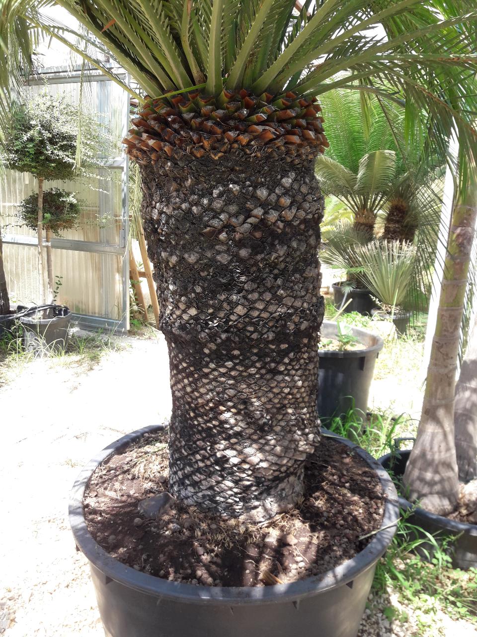MACROZAMIA moorei IN VASO 280 LT ORNAMENTALE VASO 280 L