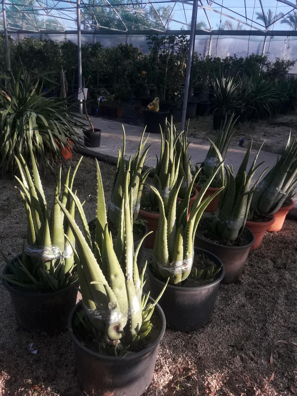 aloe arborescens ALOE vaso 26/28