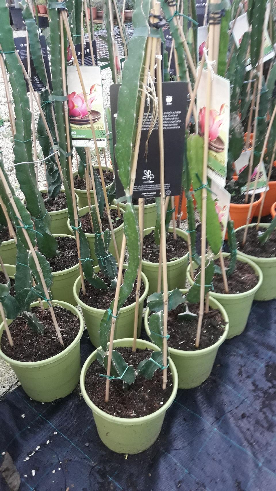 PITAYA  IN VASO PIANTA TROPICALE vaso 24 - 26