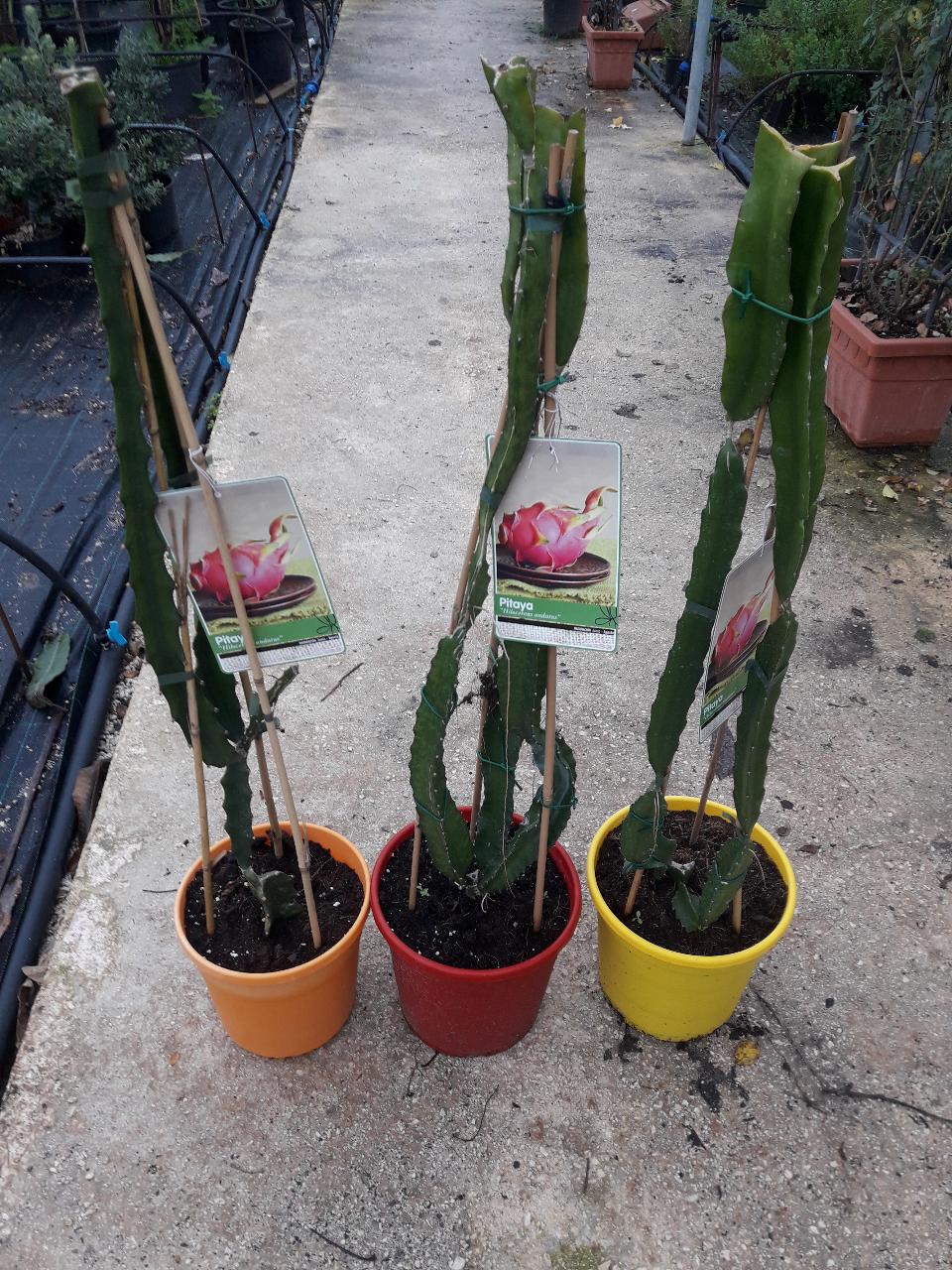 PITAYA  IN VASO PIANTA TROPICALE vaso 24 - 26