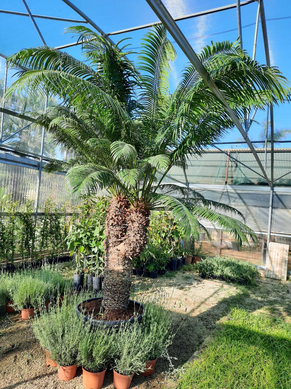 CYCAS CIRCINALIS ESEMPLARE ORNAMENTALE CIRCINALIS RAMIFICATO