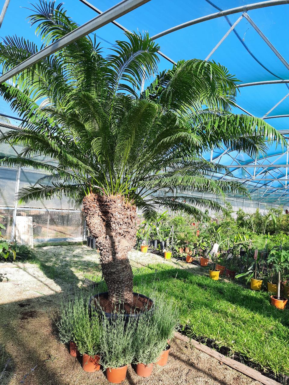 CYCAS CIRCINALIS ESEMPLARE ORNAMENTALE CIRCINALIS RAMIFICATO