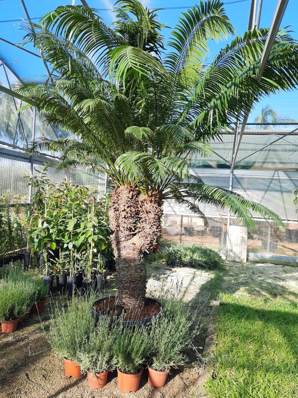 CYCAS CIRCINALIS ESEMPLARE ORNAMENTALE CIRCINALIS RAMIFICATO