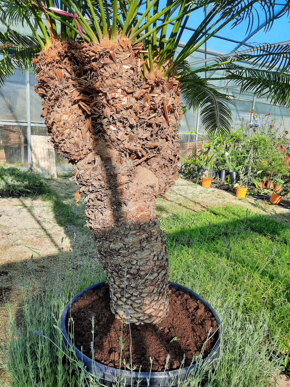 CYCAS CIRCINALIS ESEMPLARE ORNAMENTALE CIRCINALIS RAMIFICATO