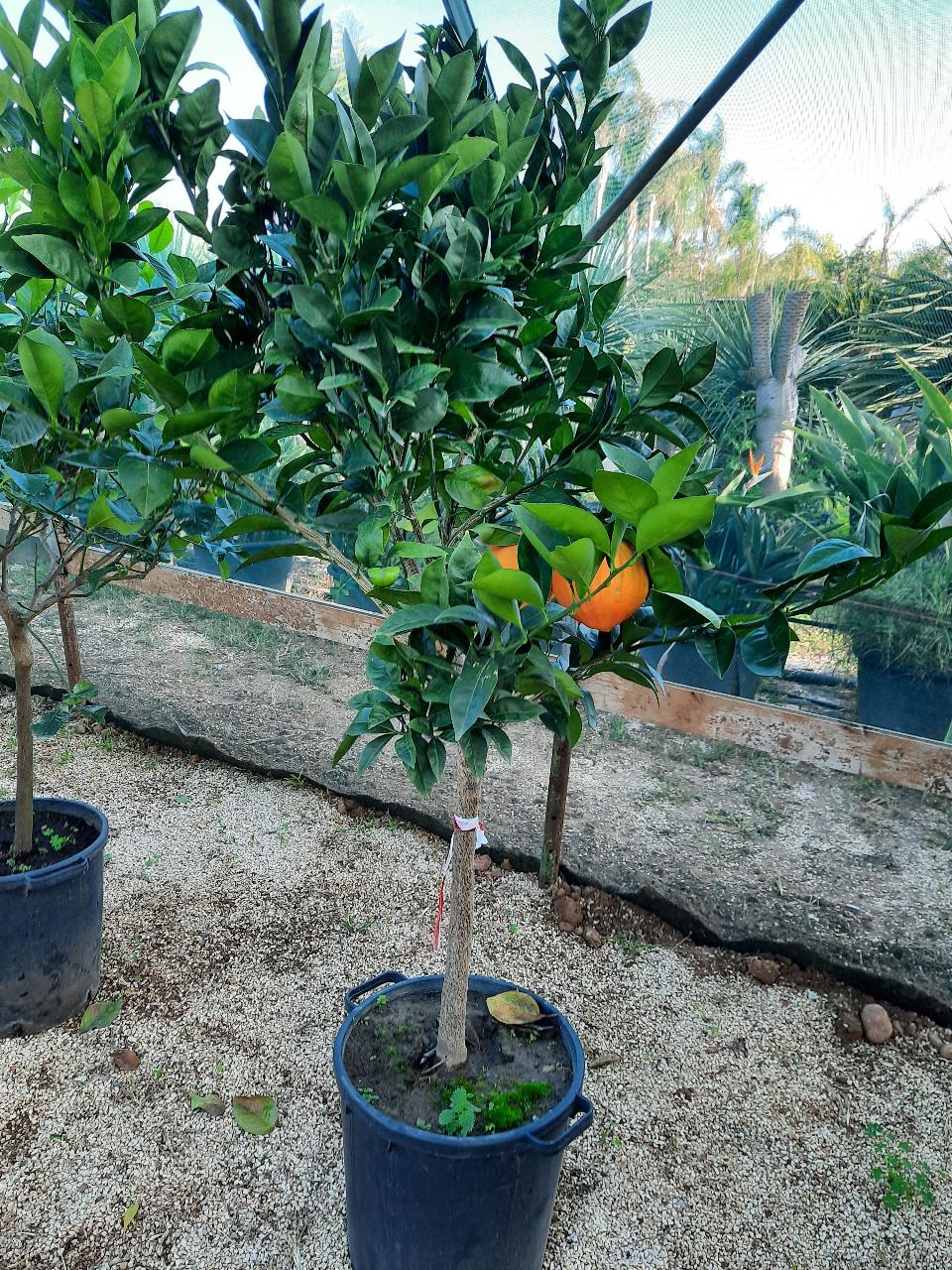 AGRUMI VASO 35 CON FRUTTO albero VASO 35