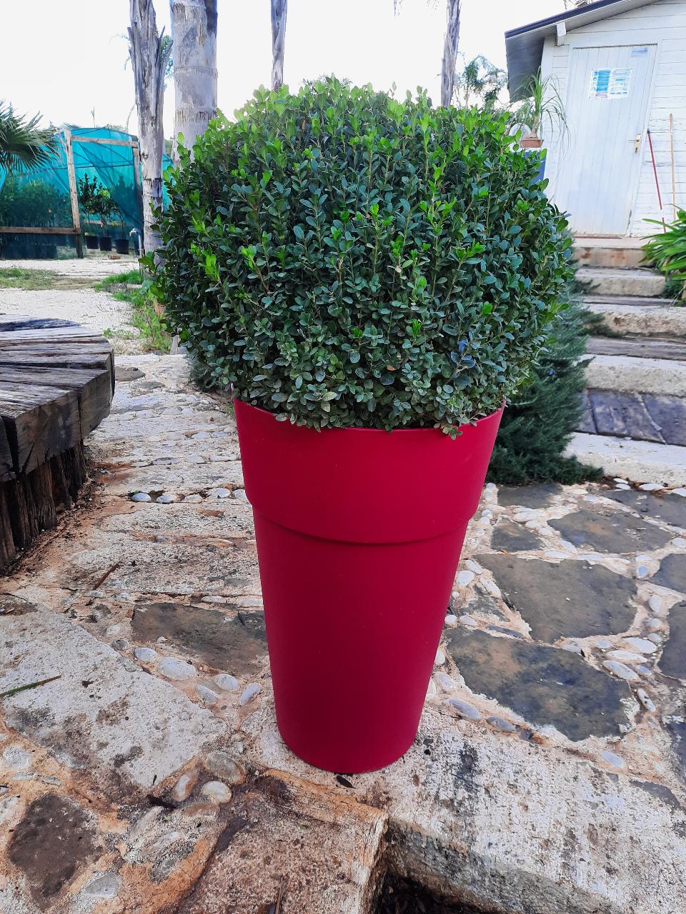 BOXUS A PALLA VASO 28 CESPUGLIERIA BOXUS  FORMA PALLA