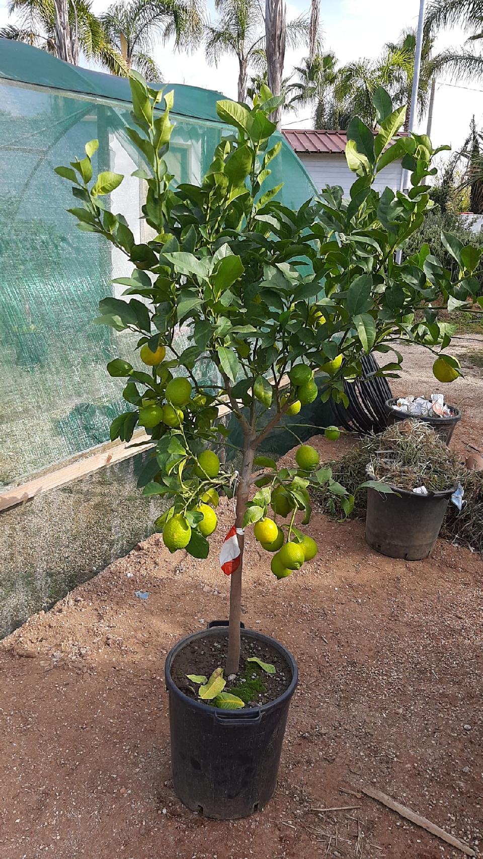 AGRUMI CON FRUTTO albero vaso 24 - 26