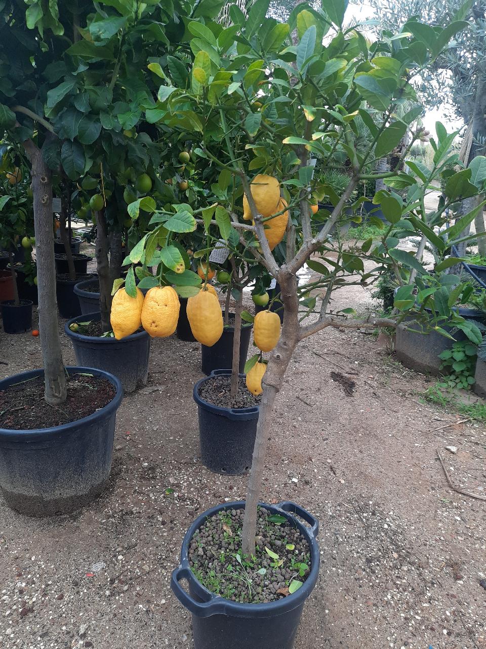 AGRUMI CON FRUTTO albero vaso 24 - 26