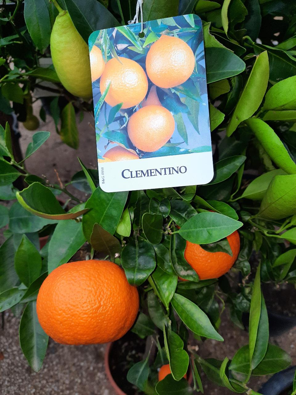 AGRUMI CON FRUTTO albero vaso 24 - 26