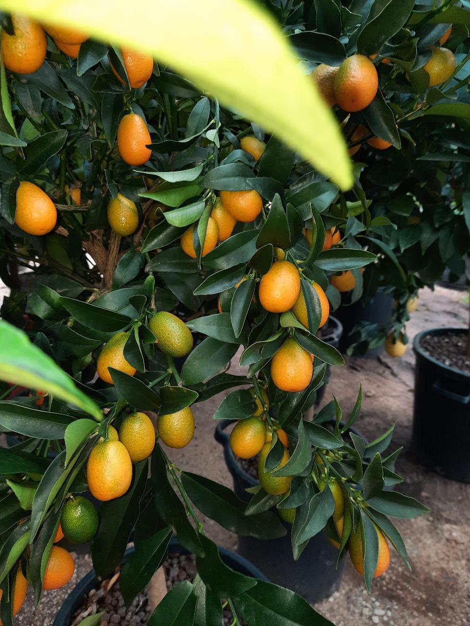 AGRUMI CON FRUTTO albero vaso 24 - 26