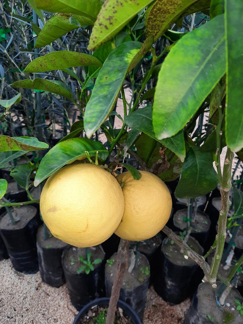 AGRUMI CON FRUTTO albero vaso 24 - 26