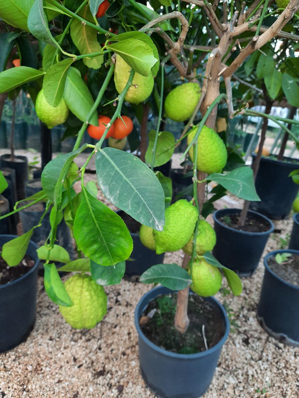 AGRUMI CON FRUTTO albero vaso 24 - 26