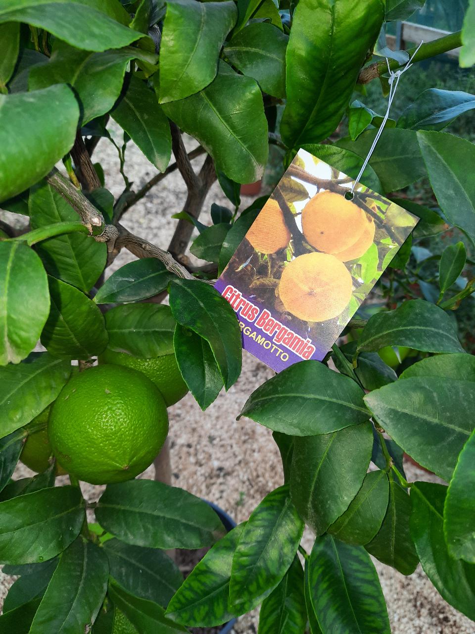 AGRUMI CON FRUTTO albero vaso 24 - 26