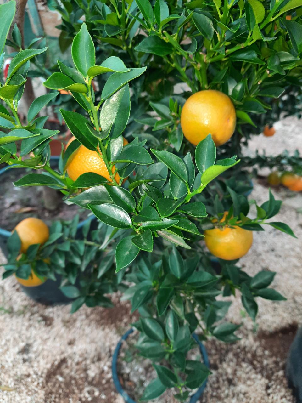 AGRUMI CON FRUTTO albero vaso 24 - 26