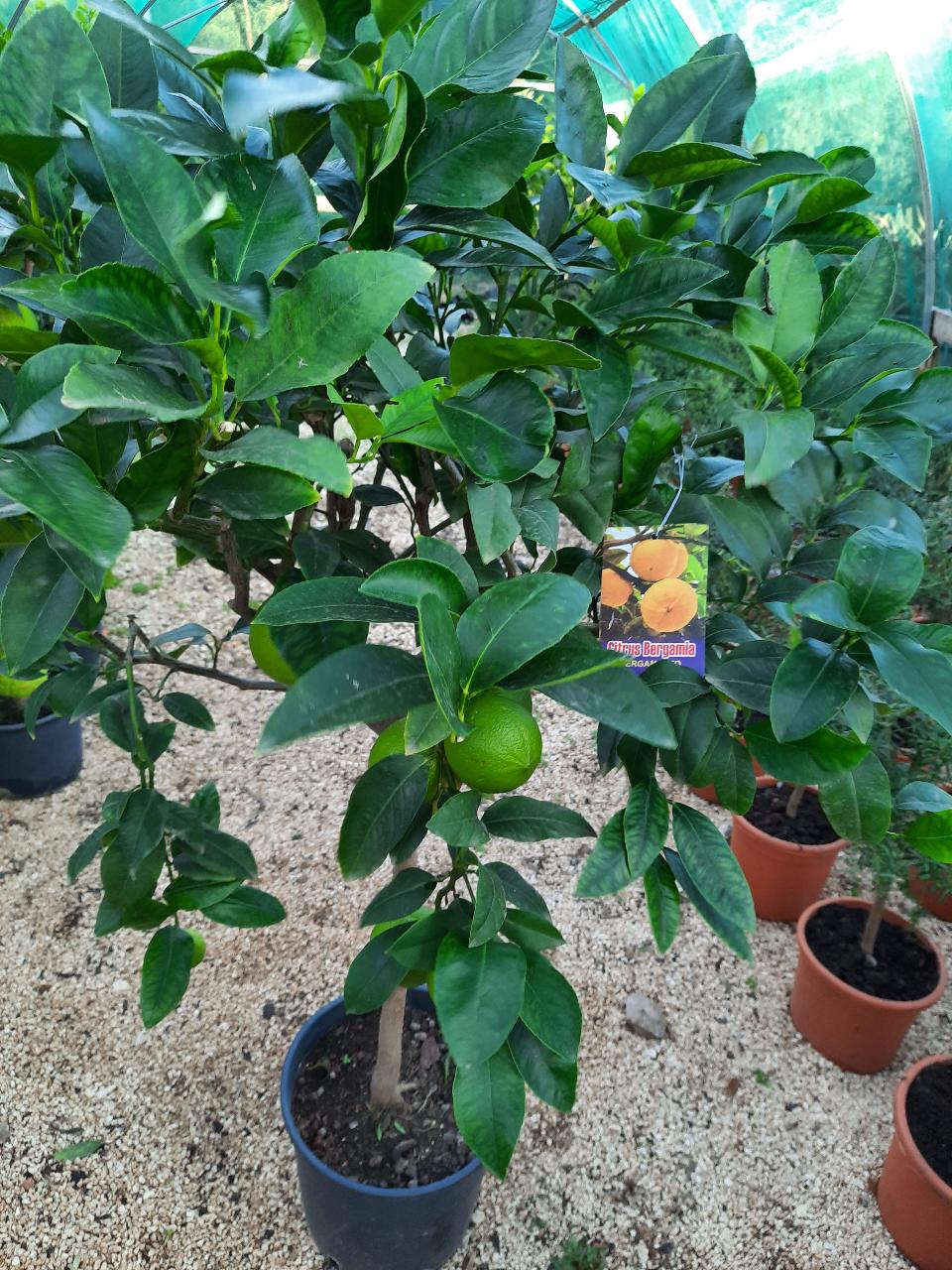 AGRUMI CON FRUTTO albero vaso 24 - 26