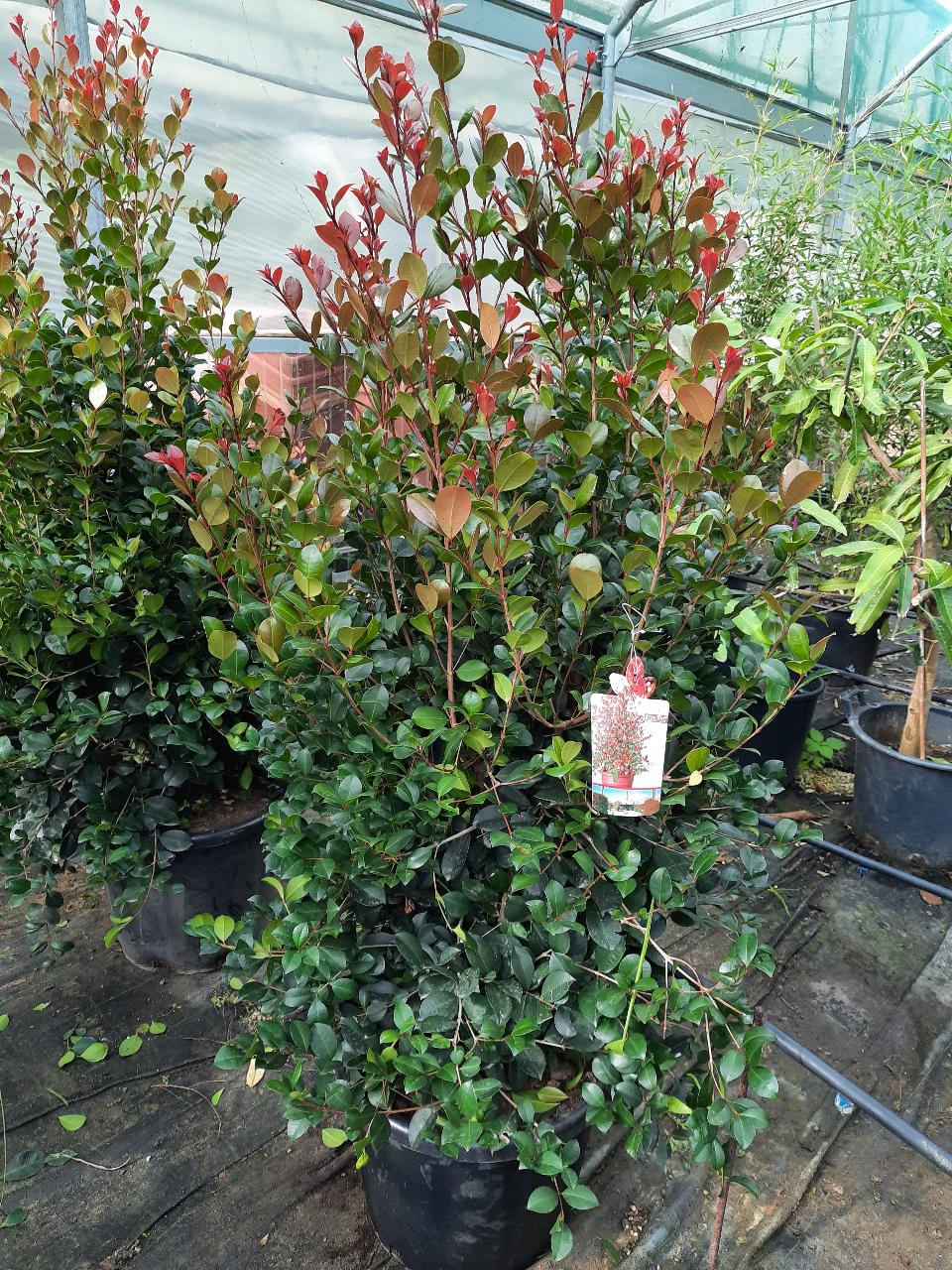 EUGENIA ETNA FIRE SIEPE VASO 35