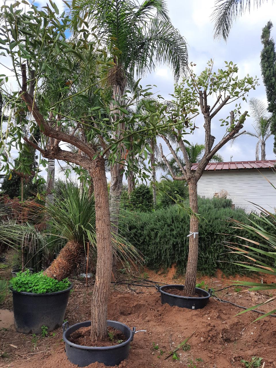 ERYTHRINA CRISTA GALLI albero VASO 200 L