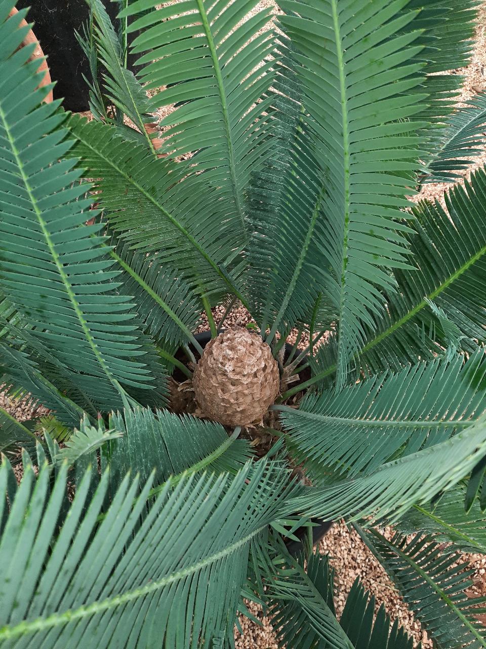 CYCAS DIOON EDULE IN VASO 35 ORNAMENTALE VASO 30