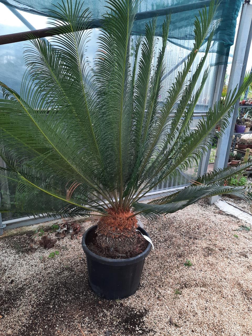 CYCAS PANZHIHUAENSIS ORNAMENTALE VASO 30 - 35