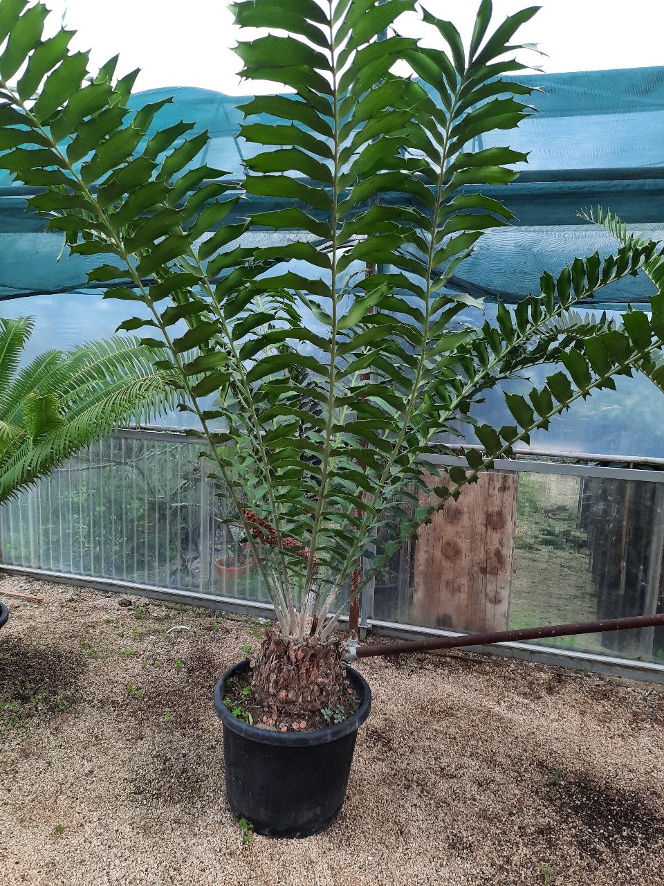 Encephalartos ferox ORNAMENTALE VASO 45 - 50