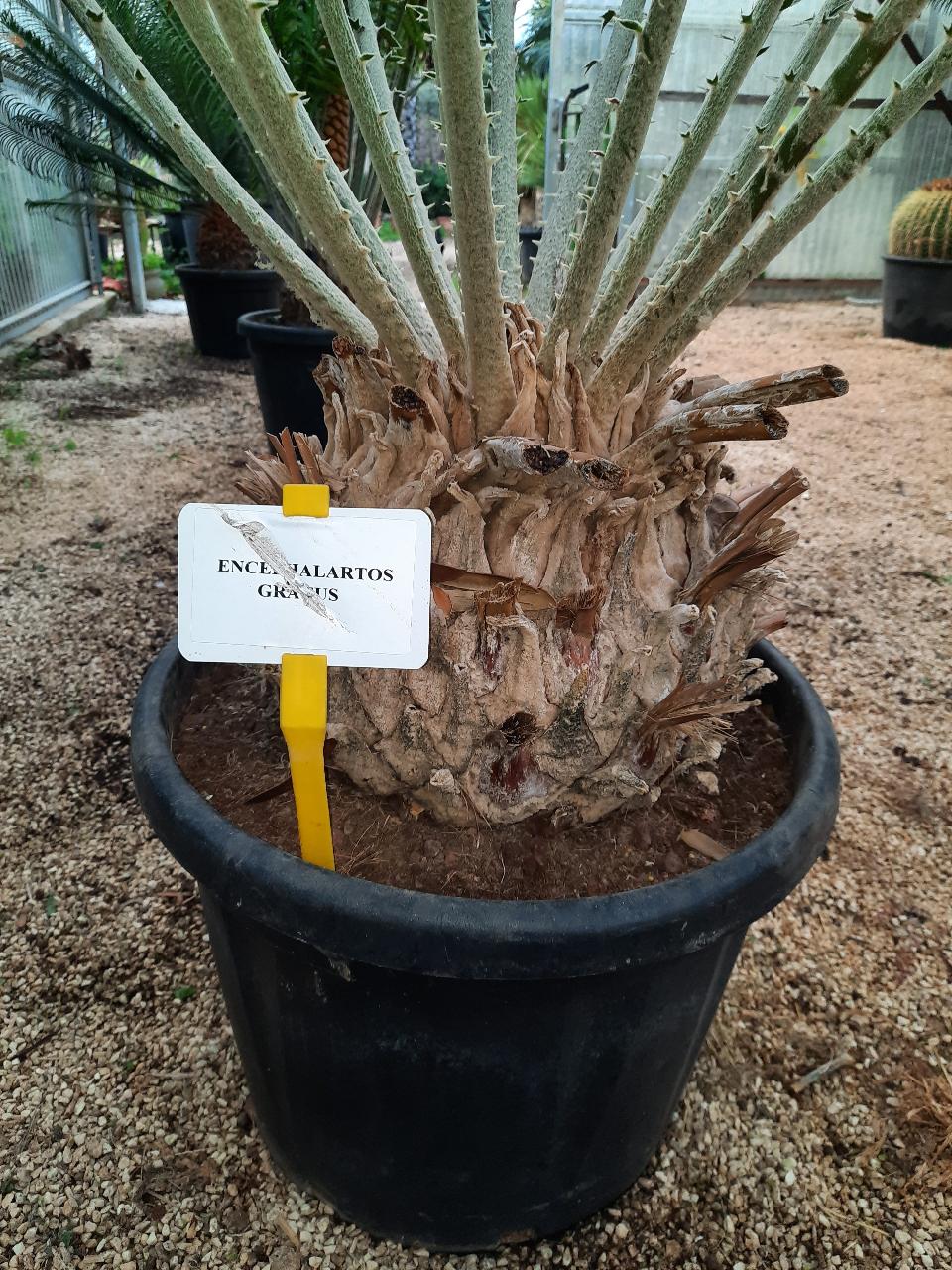 Encephalartos gratus ORNAMENTALE VASO 35 - 40